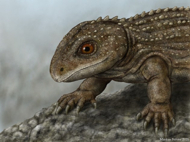 Künstlerische Darstellung der vorderen Körperhälfte von Captorhinus aguti auf einem grauen Fels stehend.