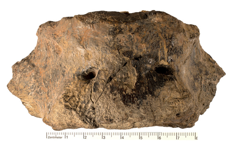 Ein (fast) vergessener Plesiosaurier aus Baden-Württemberg